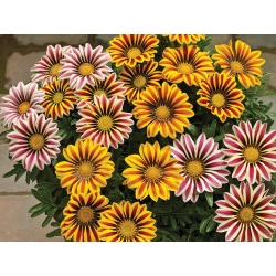 Gazania rigens Kiss mix - Gazánia