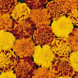 Tagetes patula nana Bonanza - Aksamietnica