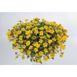 Portulaca oleracea Pazzaz Yellow - Pórcsinrózsa