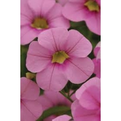 Calibrachoa Cabaret Light Pink - Million bells