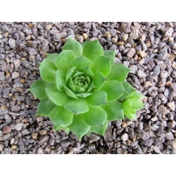 Sempervivum - Kövirózsa