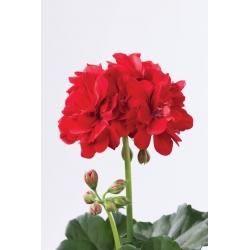 Pelargonium Peltetum Fabian-Muškát ťahavý plnokvetý