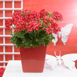 Pelargonium Peltatum Nixe-Muškát ťahavý plnokvetý