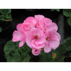 Pelargonium Zonale Candy Rose-Muškát kríčkový