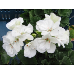 Pelargonium Zonale Glasic - Muškát kríčkový