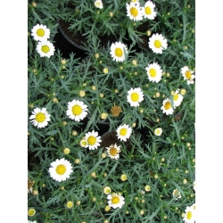 Argyranthemum frutescens - Margaréta