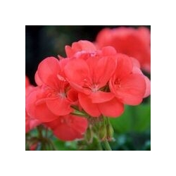 Pelargonium Zonale Perlenkette Sabine - Muškát kríčkový