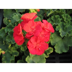 Pelargonium Zonale Jule-Muškát kríčkový