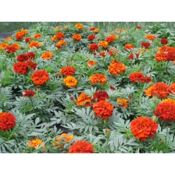 Tagetes patula nana Fireball - Aksamietnica