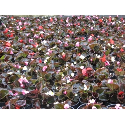 Begonia semperflorens New Globe - Begonia