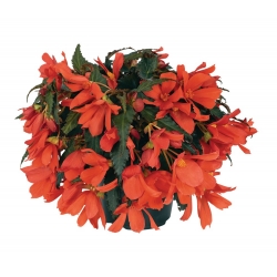 Begonia Boliviensis Bonaparte Red