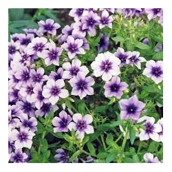 Phlox drummondii Ethnie - Plamienka