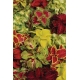 Coleus - Díszcsalán