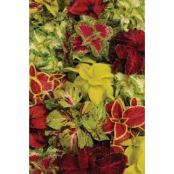 Coleus