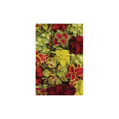 Coleus - Díszcsalán