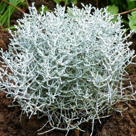 Calocephalus Silver Electra - Párnacserje
