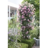 Mandevilla Pink - Mandevilla