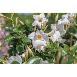 Mandevilla White - Mandevilla