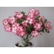 Adenium obesum - Sivatagi rózsa