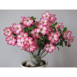 Adenium obesum - Adenium hrubé