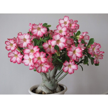 Adenium obesum - Sivatagi rózsa