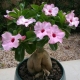 Adenium obesum - Sivatagi rózsa