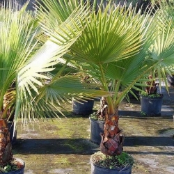 Washingtonia robusta - Palma mexická