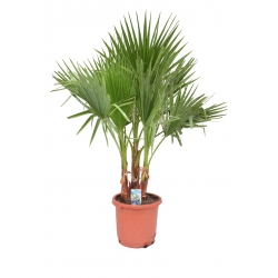 Washingtonia filifera