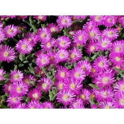 Delosperma cooperi - Delosperma