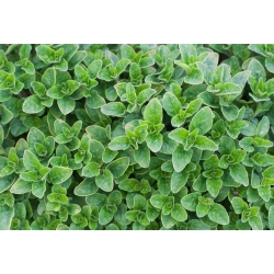 Origanum vulgare - Oregáno