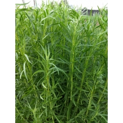 Artemisia dracunculus - Estragón