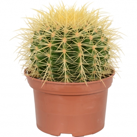 Echinocactus grusonii