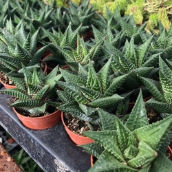 Haworthia