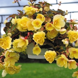 Begonia tuberhybrida Illumination mix