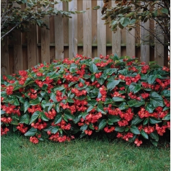 Begonia Dragon Wing Red